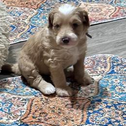 Blue Collar - Apricot male Australian Labradoodle puppy in Coeur D'alene, Idaho from Lake City Labradoodles