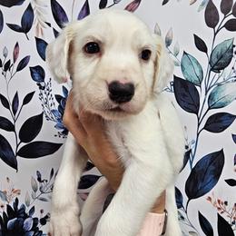 Black- Iceman - White and lemon male Dalmatian puppy in Gray, Georgia from Fuller Spots