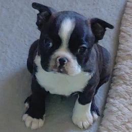 Opus - Brindle and white male Boston Terrier puppy in Star, North Carolina from Meatloaf's Bostons Family