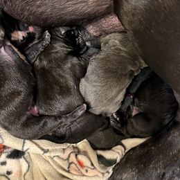 Pup - Black brindle male Cane Corso puppy in Tabor City, North Carolina from Dream Team Kennels