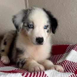 Boss - Blue merle male Australian Shepherd puppy in Polk City, Florida from Skaky Shepherds