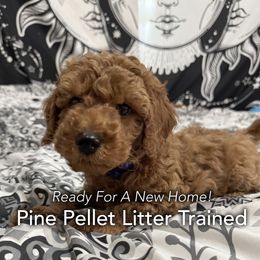 Roscoe - Red  male Poodle puppy in Houston (Rosenberg Area), Texas from Danielle's Poodles