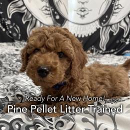 Roscoe - Red  male Poodle puppy in Houston (Rosenberg Area), Texas from Danielle's Poodles