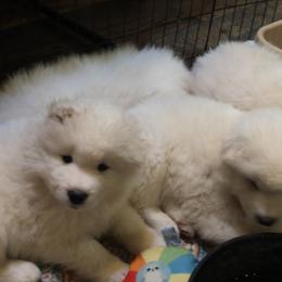 Samoyed Puppies from Morning Star Samoyeds