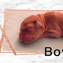 Golden Retriever Puppies from Sydney’s Goldens