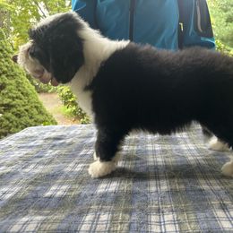 Bearded Collie and Border Collie Puppies from Beloved Bearded & Border Collies
