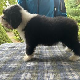 Bearded Collie and Border Collie Puppies from Beloved Bearded & Border Collies