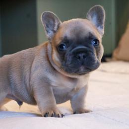 Lewis - Fawn male French Bulldog puppy in Monett, Missouri from Bailey French Bulldogs