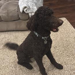 Duke - Poodle