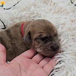 Barrel - Merle female Great Dane puppy in Caldwell, Idaho from Miner's Dynamic Danes