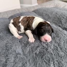 Boy 1 - male Poodle puppy in Jacksonville, Florida from Lolo’s Aussiedoodle