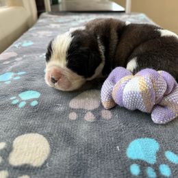 Ginger - Brown and white female Saint Bernard puppy in Ramona, California from Buendias Ranch Saint Bernards & Bernese Mountain Dogs