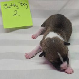 Boy 2 - Red and white male Basenji puppy in Caldwell, Texas from Candyce Witte