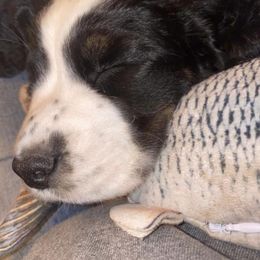 English Springer Spaniel Puppies from Hometown Springers