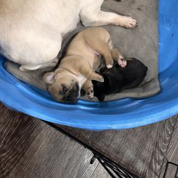 French Bulldog puppies from Jessica's French Bulldogs