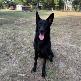 Shelbe - German Shepherd