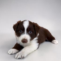 Sunday Blair - Red tri-color female Australian Shepherd puppy in Statesville, North Carolina from Charming Australian Shepherds