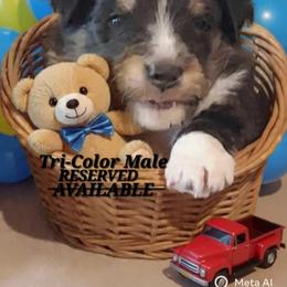 Raphael Answer in the sky RESERVED - Black white and tan male Shetland Sheepdog puppy in Youngsville, North Carolina from Country Acres Shetland Sheepdogs