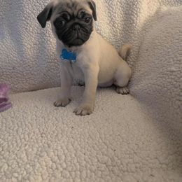 Pug Puppies from Lisa's Pugalicious Pugs