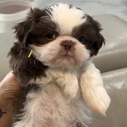 Shih Tzu Puppies from Mayra’s Shih Tzus