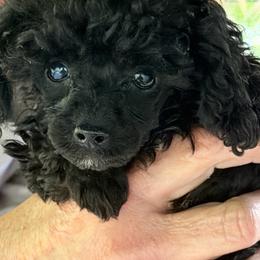 Spot - Black male Poodle puppy in Florence County, South Carolina from Modern Family Standards