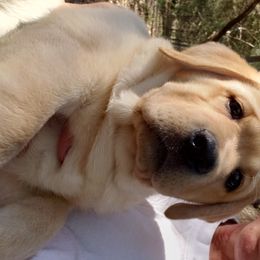 Labrador Retriever Puppies from Hanova Labradors