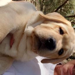 Labrador Retriever Puppies from Hanova Labradors