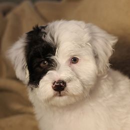 Miniature Schnauzers and Schnoodles from Central AR Schnoodles