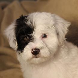 Miniature Schnauzers and Schnoodles from Central AR Schnoodles