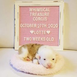 American Corgi and Pembroke Welsh Corgi Puppies from Whimsical Treasure Corgis