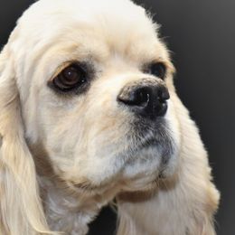 TSINGANI - Cocker Spaniel