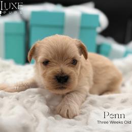 Penn - Gold male Shorkie puppy in Scottsdale, Arizona from Lil Luxe Pups
