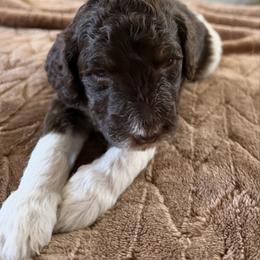 Sonny - Parti male Poodle puppy in Washington, Pennsylvania from Patriotic Poodles