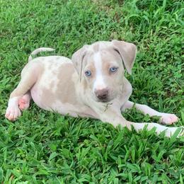 Pink collar female - Red merle female Catahoula Leopard Dog puppy in Gadsden, Alabama from Rich Cat’s