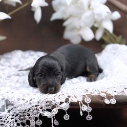SEDONA - Reserved - Blue and tan female Dachshund puppy in Graceville, Florida from Misty's 101 Doxies