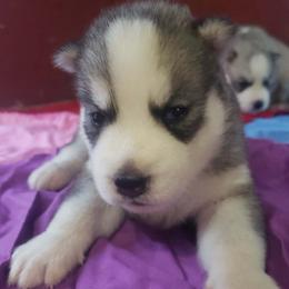 Girl purple (lil spots on her neck) - Gray and white female Siberian Husky puppy in Mccool Junction, Nebraska from Sininger Lagoon