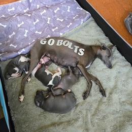 Gina - Italian Greyhound