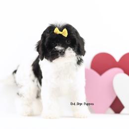 Ginger (Yellow Collar Girl) - Black and white female Cavapoo puppy in Republic, Missouri from Red Skye Puppies