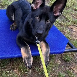 German Shepherd Puppies from Paws Of Germany