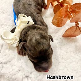 HASHBROWN - Merle male Bernedoodle puppy in Houston, Texas from Pia’s Doodle Poodle Wag