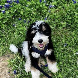 Bernedoodle Puppies from Sweet Pea Bernedoodles