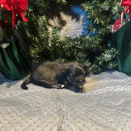 Girl 1 - Red brindle female Havanese puppy in Running Springs, California from Shadycove K9