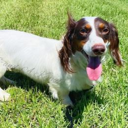 Jack - Dachshund