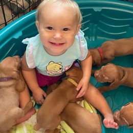 Vizslas from Vizsla's of Heaven