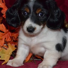 Dachshunds from Lisa's Dachshunds