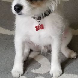 Jack Russell Terriers from James River Jack Russell Terriers