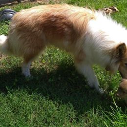 Leia - Collie