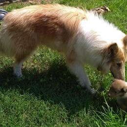 Leia - Collie