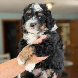 Icelyn - Tri-color female Bernedoodle puppy in Henry, Illinois from Rowe Farms Doodles