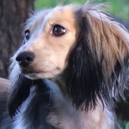 Cogee - Dachshund